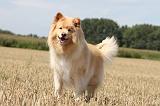 CHIEN FINNOIS DE LAPONIE 697